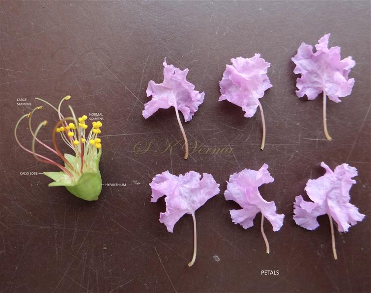  Floral parts
